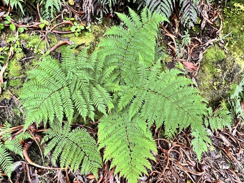 Alsophila colensoi Hook.fil.