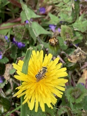 Andrena nasonii