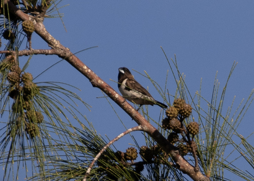 Bronze Mannikin (Spermestes cucullata), photo 9