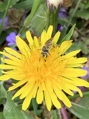 Andrena nasonii
