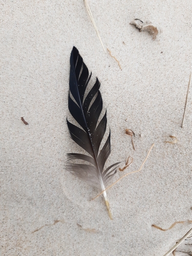 Plume de Macreuse noire