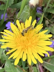 Andrena nasonii