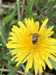 Andrena nasonii