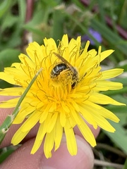 Andrena nasonii