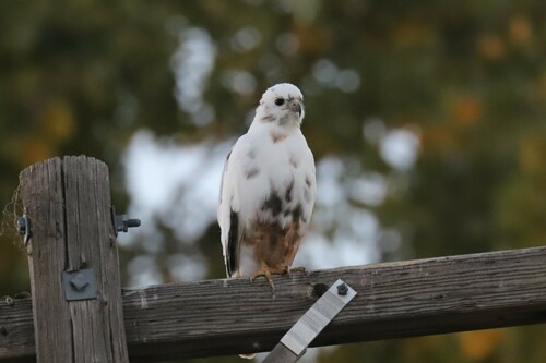 Red-tailed Hawk photographed in Colorado