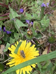 Andrena nasonii