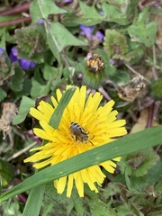 Andrena nasonii