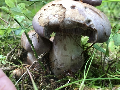 Phlegmacium variecolor — (c) Manuela Fiorini, some rights reserved (CC BY)