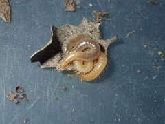 Geophilus regnans