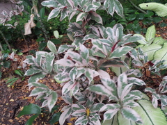 Excoecaria cochinchinensis