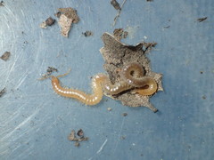 Geophilus regnans