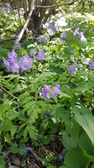 Phacelia bipinnatifida