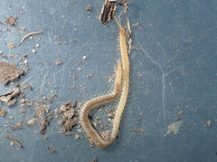 Geophilus regnans