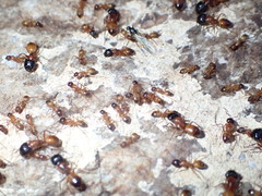 Camponotus sansabeanus