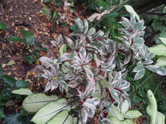 Excoecaria cochinchinensis