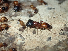 Camponotus sansabeanus