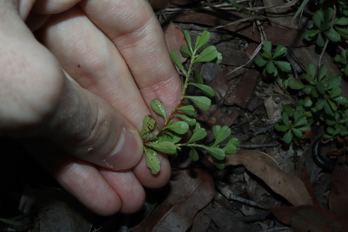 Image of Hibbertia diffusa by (c) Thomas Mesaglio, some rights reserved (CC BY)