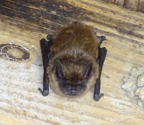 Eptesicus fuscus