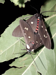 Euclera rubricincta