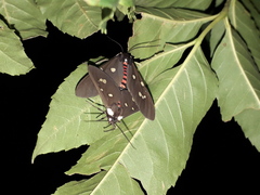 Euclera rubricincta