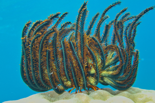 Photo of Bennett's feather star (Oxycomanthus bennetti)