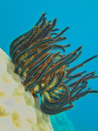 Bennett'S Bushy Feather Star
