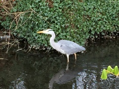 Ardea cinerea