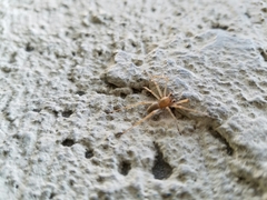 Araneae