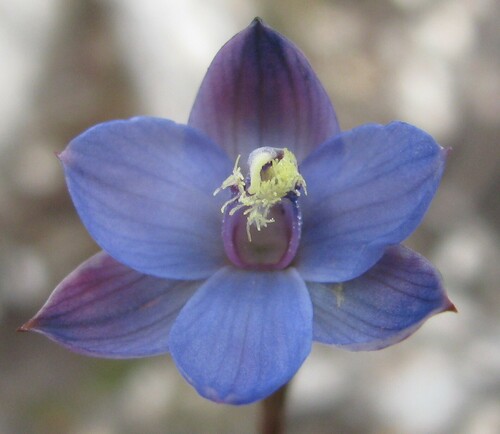 Image of Thelymitra mucida by no rights reserved