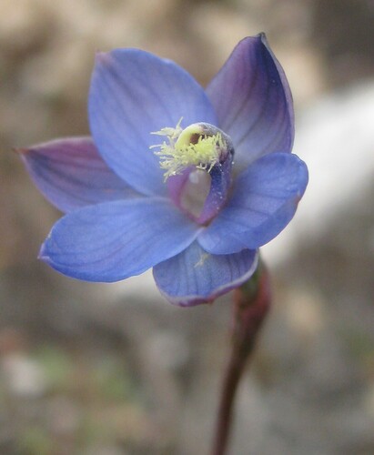 Image of Thelymitra mucida by no rights reserved