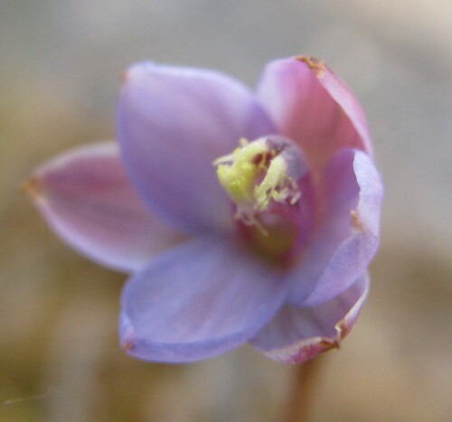 Image of Thelymitra mucida by no rights reserved