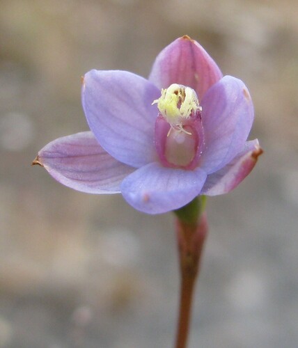 Image of Thelymitra mucida by no rights reserved
