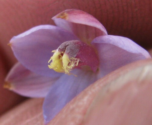 Image of Thelymitra mucida by no rights reserved