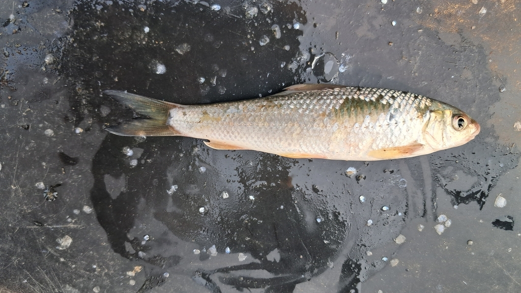 Boga labeo (Labeo boga) — Cyprinidae