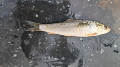 Boga Labeo photo 2