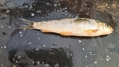 Boga Labeo photo 3