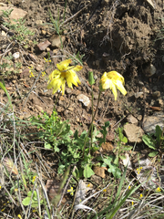Pyrrhopappus grandiflorus