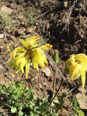 Pyrrhopappus grandiflorus