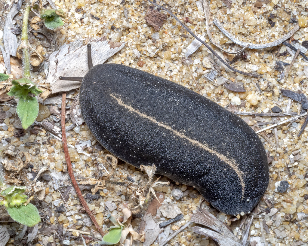 Tropical Leatherleaf Slug