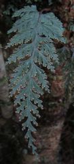 Hymenophyllum scabrum