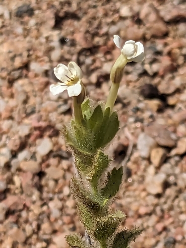 Image of Jamesbrittenia maxii by (c) Rhonda Ridley, some rights reserved (CC BY-SA)