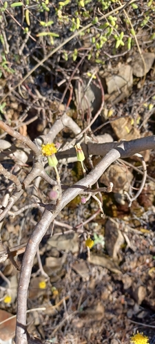 Othonna arbuscula