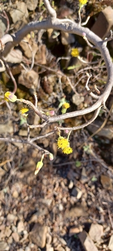 Image of Traap Babooncabbage by (c) Danie Palm, some rights reserved (CC BY)