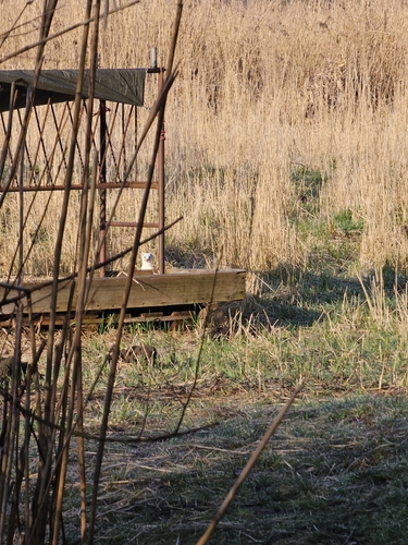European Ermine
