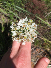 Allium canadense
