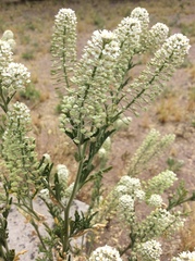 Lepidium thurberi