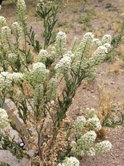 Lepidium thurberi