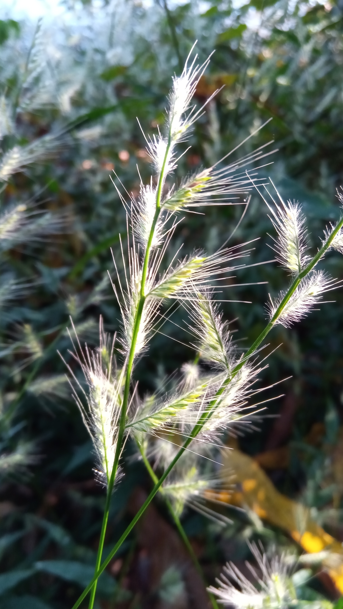 (c) David Rabehevitra, certains droits réservés (CC BY-NC) https://www.inaturalist.org/observations/22954546