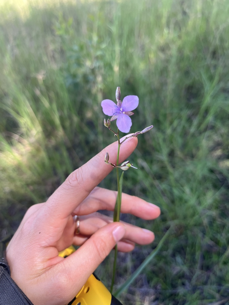 Grass Lily from Brimbin, NSW, AU on March 7, 2024 at 11:55 AM by sly ...