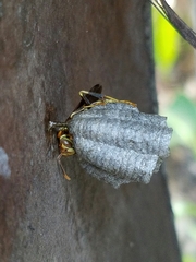 Polistes exclamans